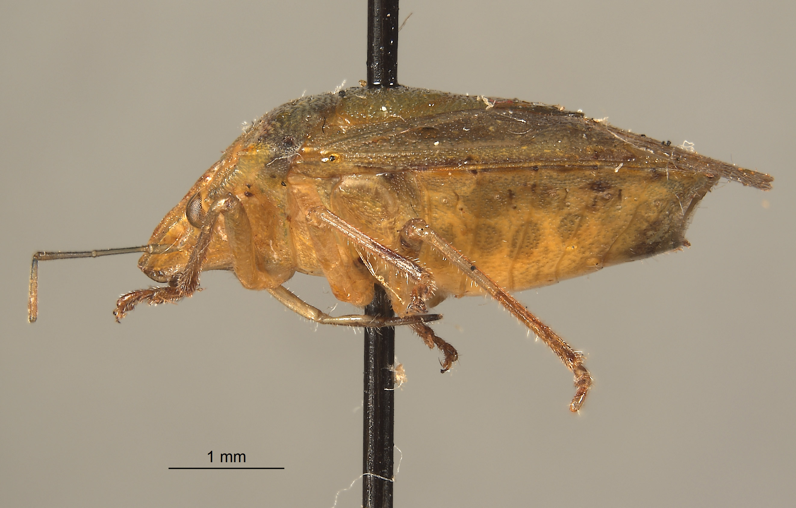 Thyanta serratulata image