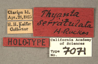 Thyanta serratulata image