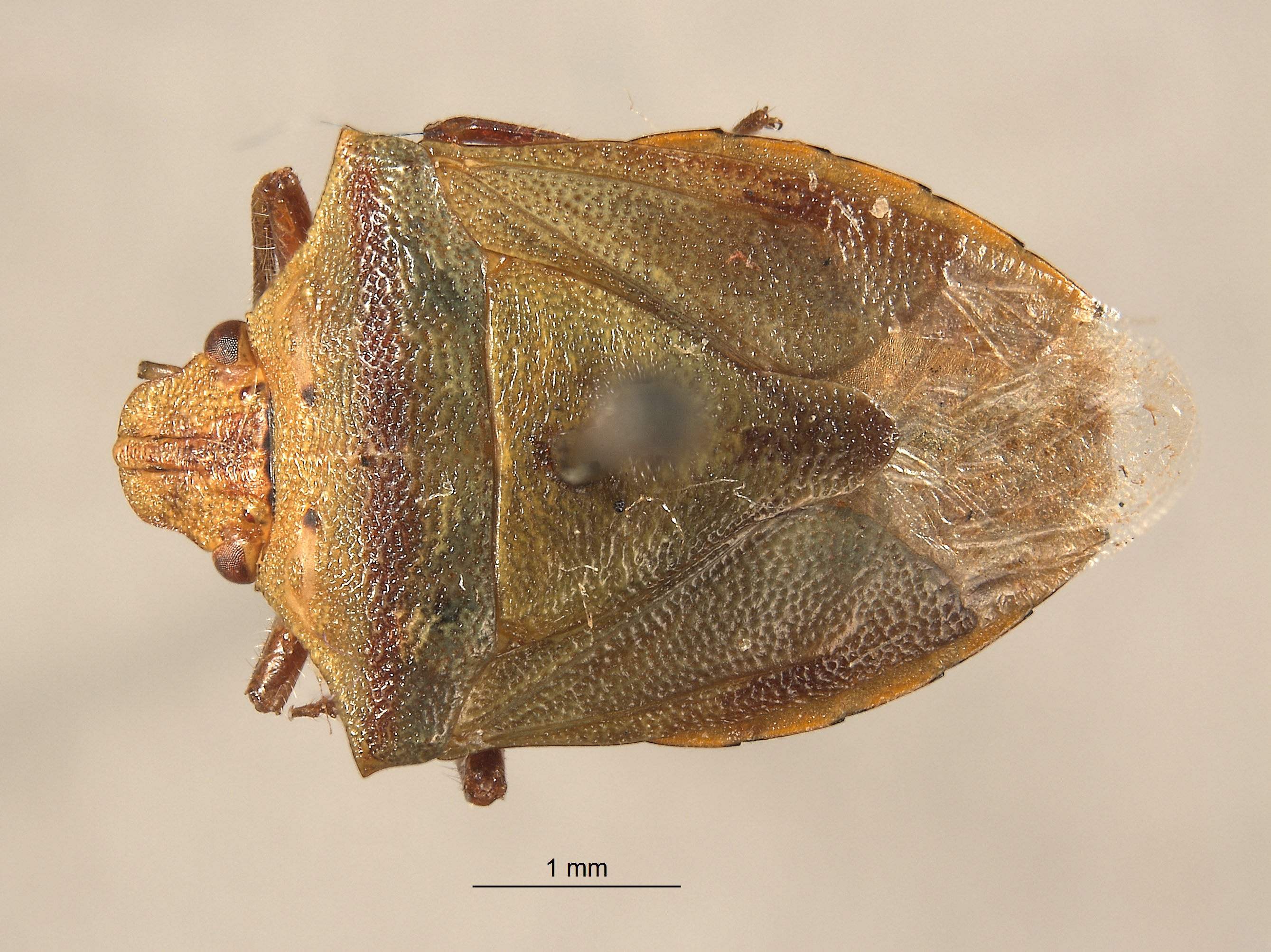 Thyanta setigera image