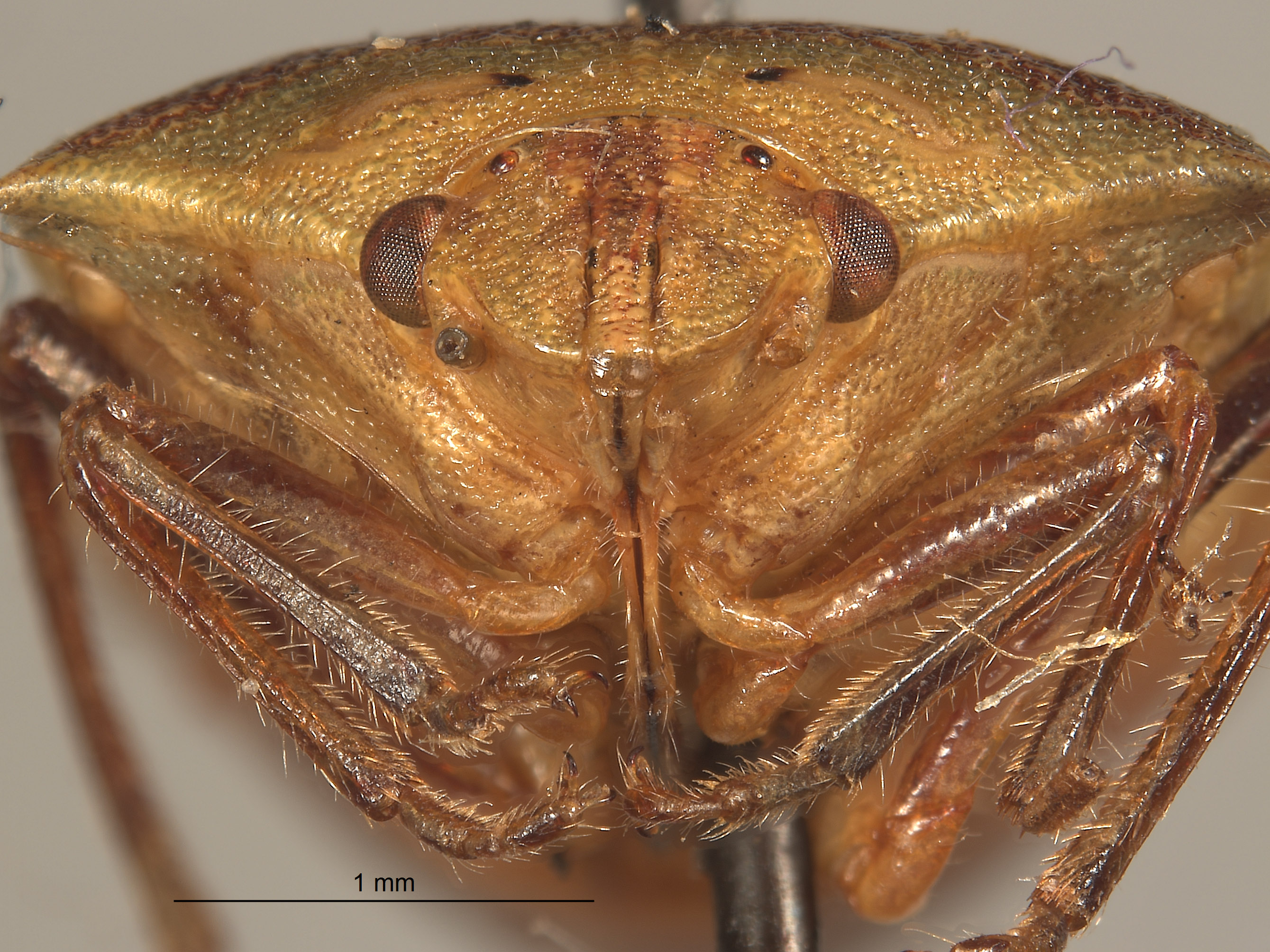 Thyanta setigera image