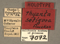 Thyanta setigera image