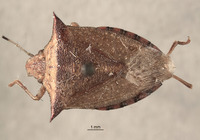 Thyanta spectabilis image