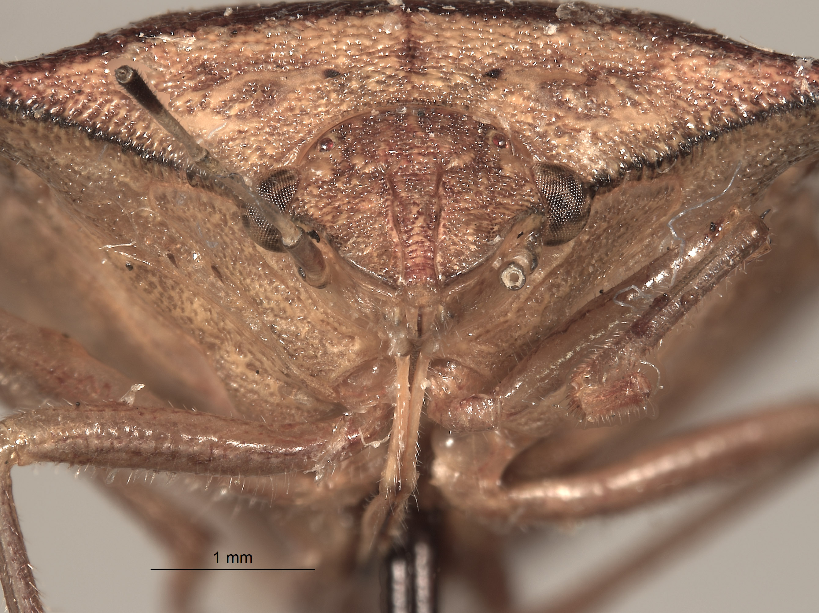 Thyanta spectabilis image