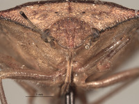 Thyanta spectabilis image