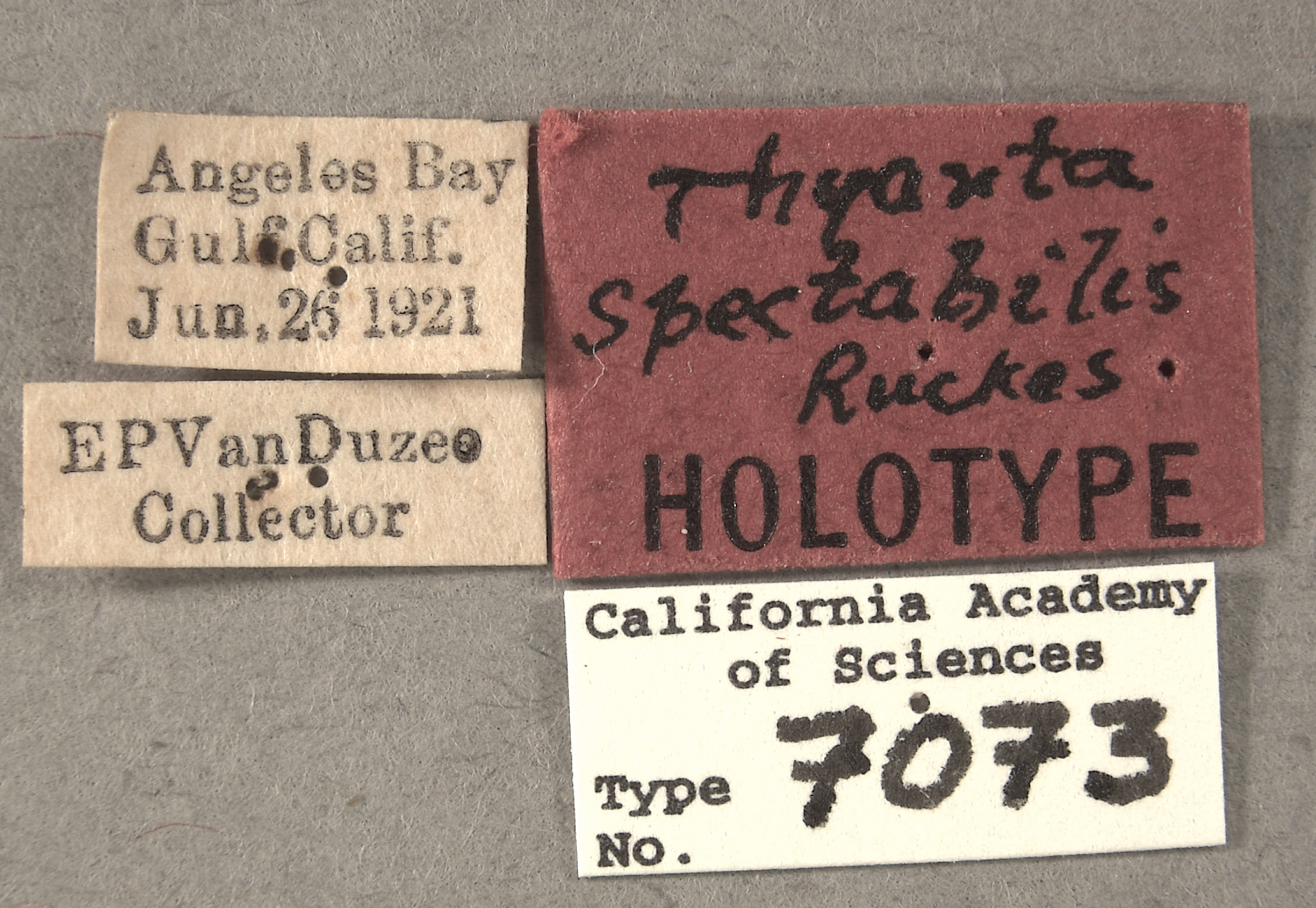 Thyanta spectabilis image