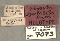 Thyanta spectabilis image