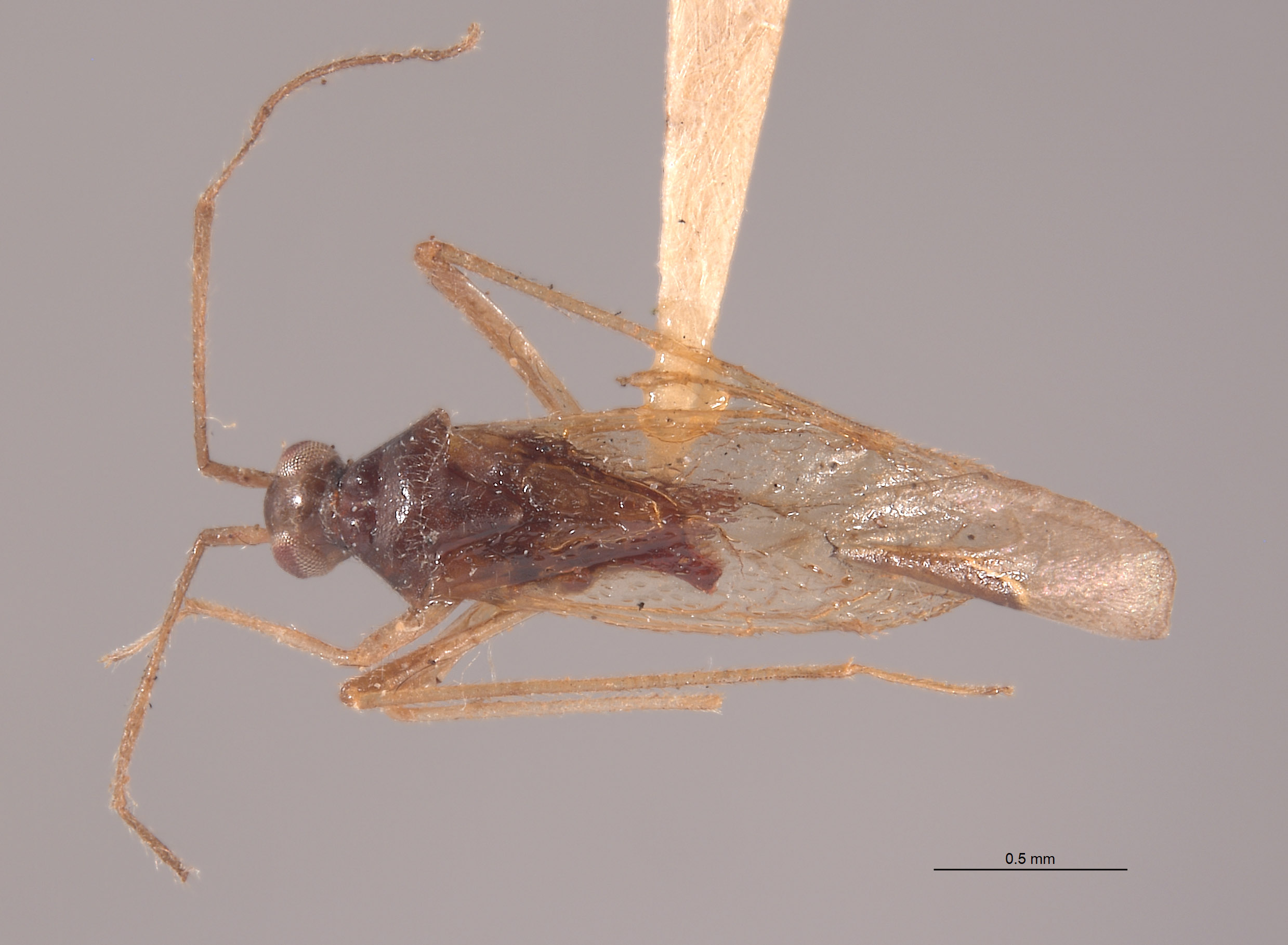 Leptomiris mexicanus image