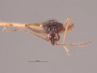 Leptomiris mexicanus image