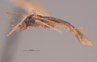 Leptomiris mexicanus image