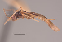 Leptomiris mexicanus image