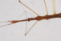 Hydrometra taipehana image