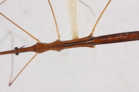 Hydrometra taipehana image