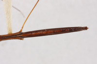 Hydrometra taipehana image