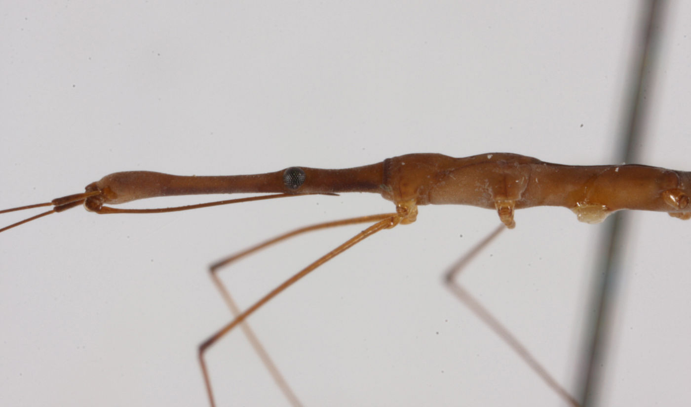 Hydrometra taipehana image