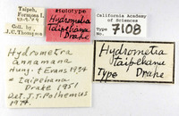 Hydrometra taipehana image