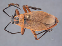 Largus pallidus image