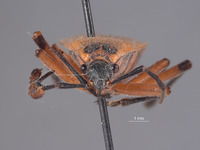 Largus pallidus image