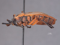 Largus pallidus image