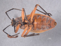 Image of Largus pallidus