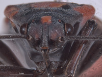 Lygaeus kalmii image