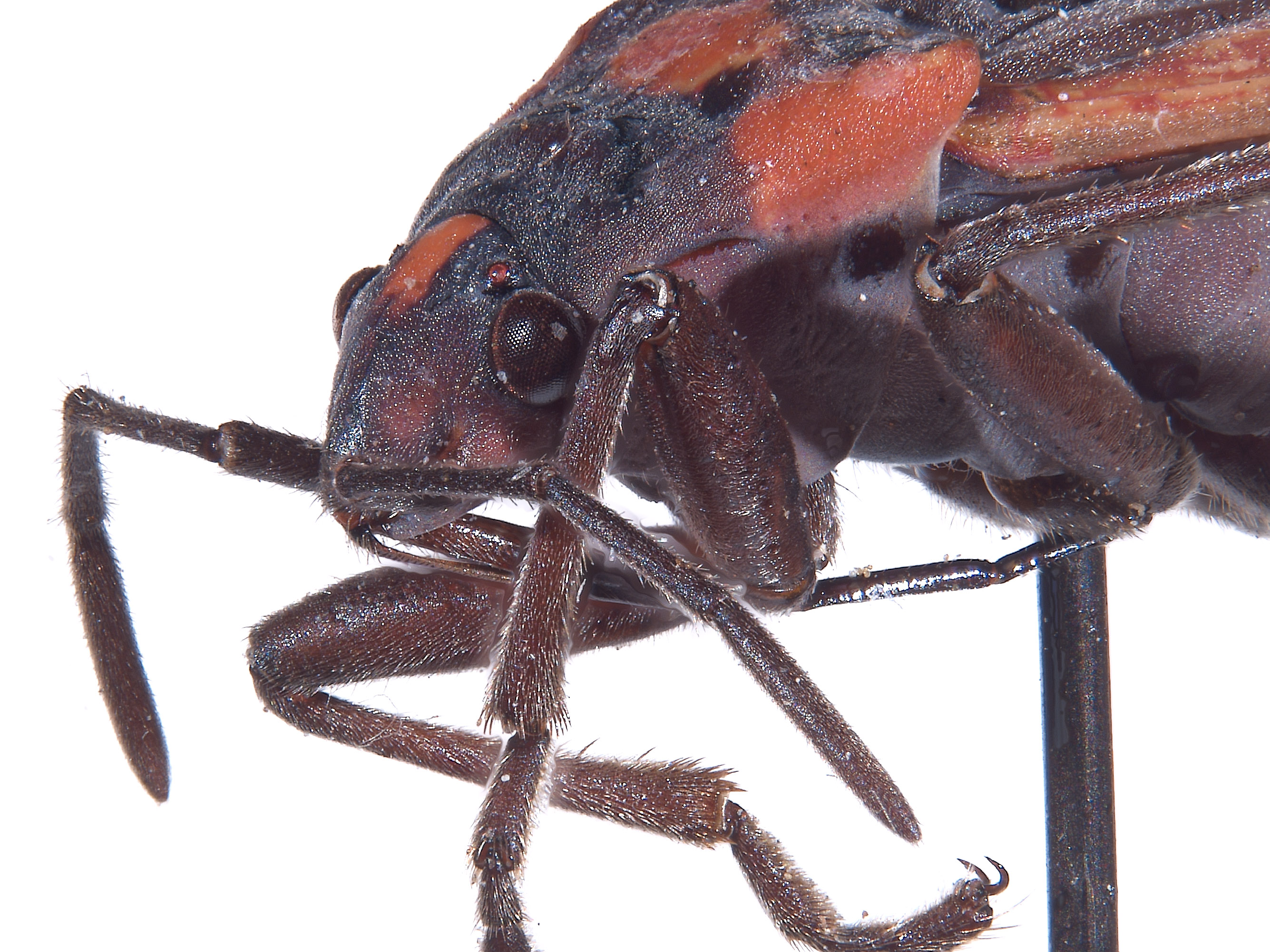 Lygaeus kalmii image