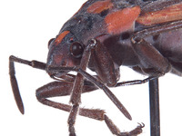 Lygaeus kalmii angustomarginatus image