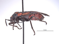 Lygaeus kalmii image