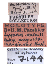 Lygaeus kalmii image