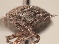 Amaurochrous vanduzeei image