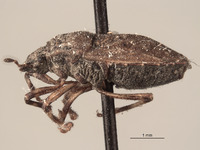 Amaurochrous vanduzeei image