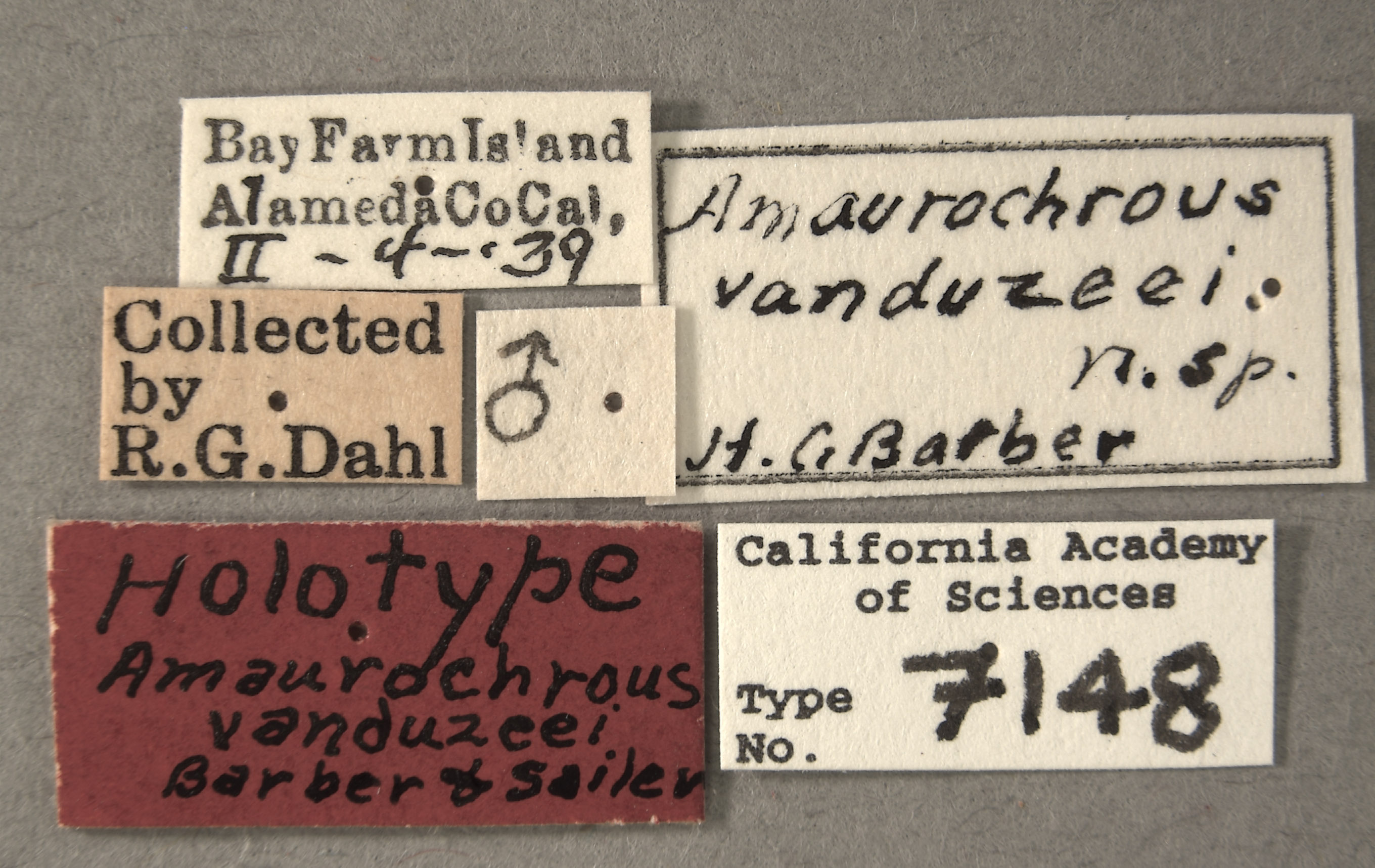 Amaurochrous vanduzeei image