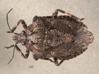 Brochymena humeralis image