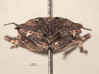 Brochymena humeralis image