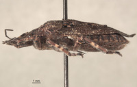 Brochymena humeralis image