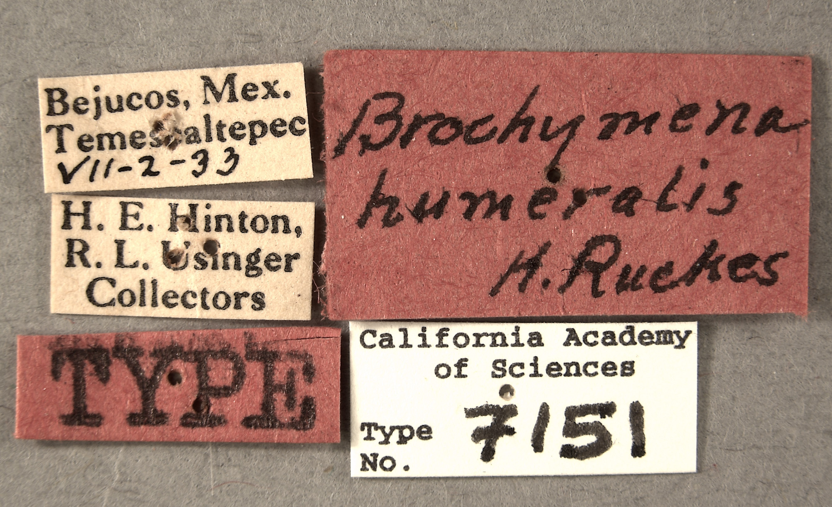 Brochymena humeralis image