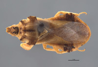 Phymata metcalfi image
