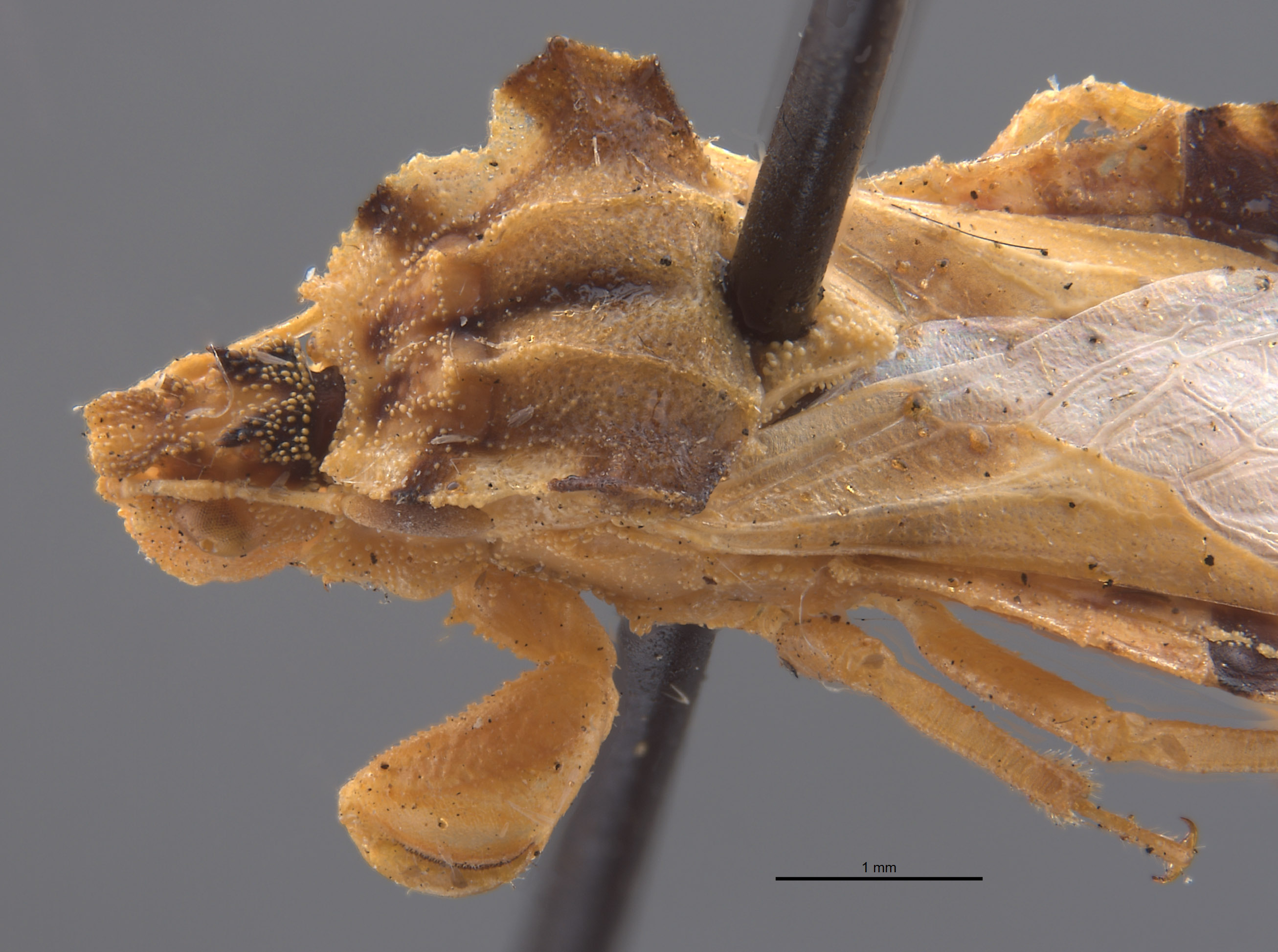 Phymata metcalfi image