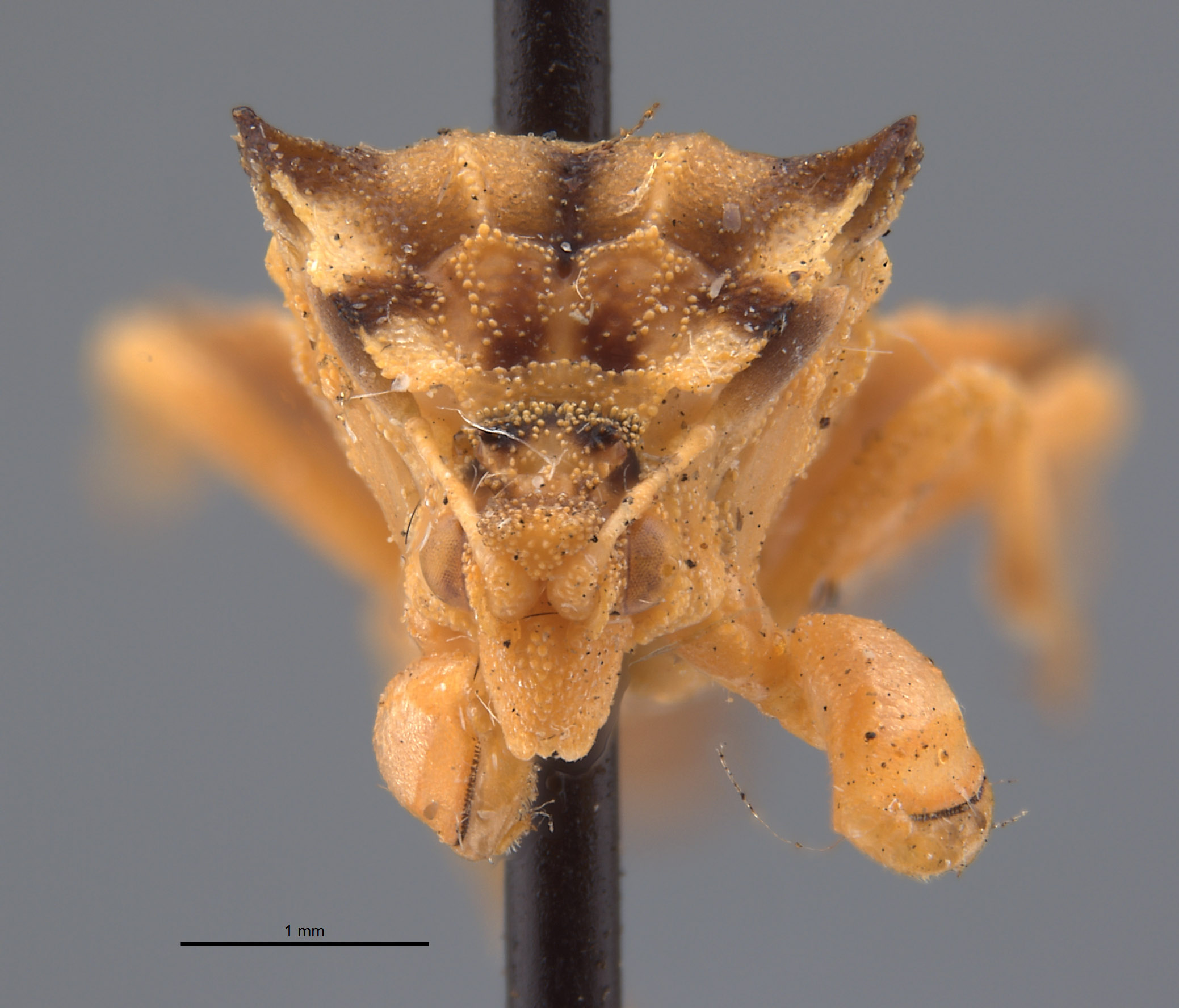Phymata metcalfi image