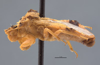 Phymata metcalfi image