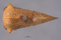 Telamona coronata image