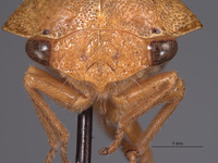 Telamona coronata image