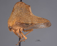 Telamona coronata image