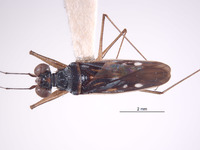 Erianotus buenoi image