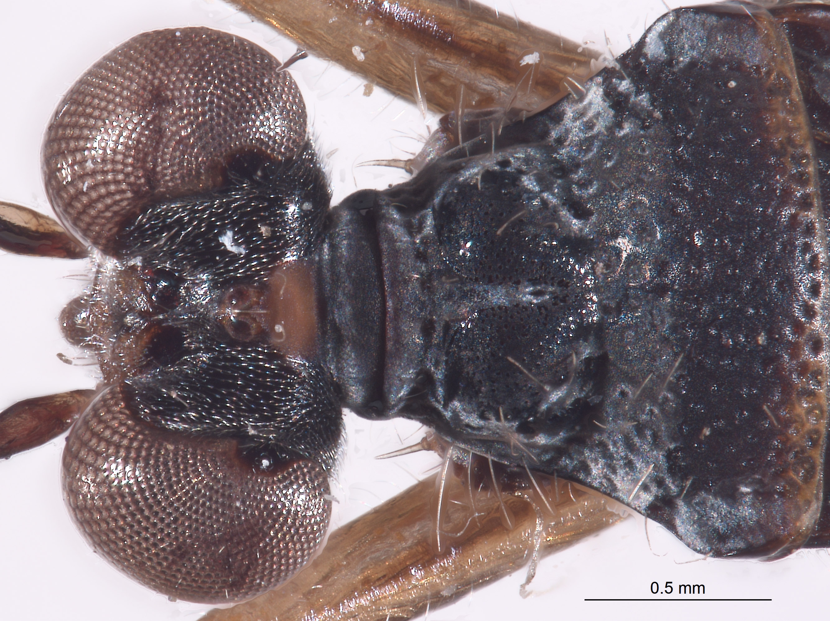 Leptopodidae image