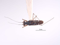 Image of Erianotus buenoi