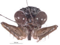 Erianotus buenoi image