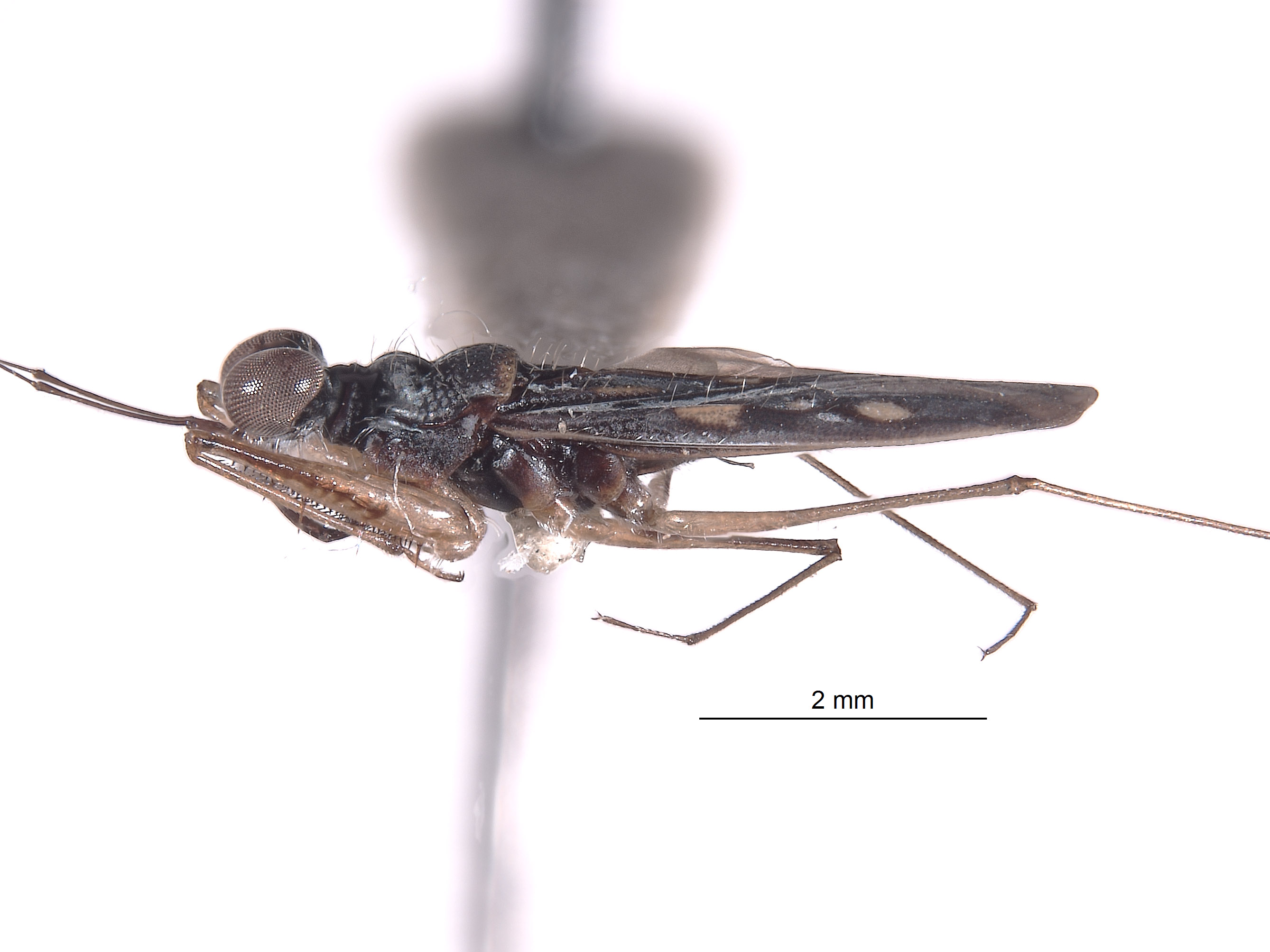 Leptopodidae image