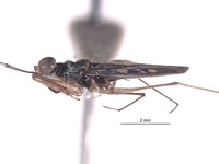 Erianotus buenoi image