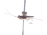 Erianotus buenoi image