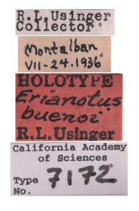 Erianotus buenoi image